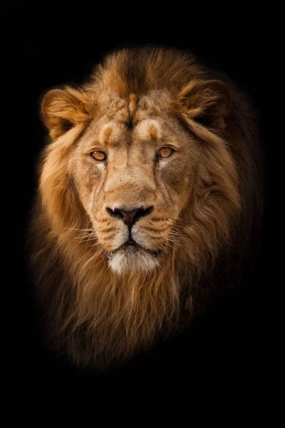 Güçlü ve kendine güvenen sarı gözlü erkek aslan.