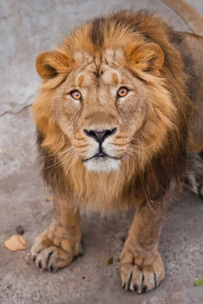 maned male lion with yellow (amber) eyes looks at you anxiously