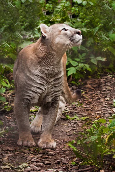Puma (cougar)  preparing to jump, close-up of a powerful muscula