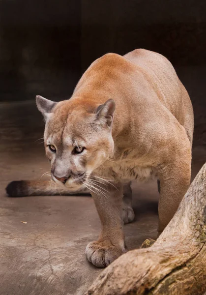 Cougar smal kraftfull muskulös kropp odjuret på backgroun — Stockfoto