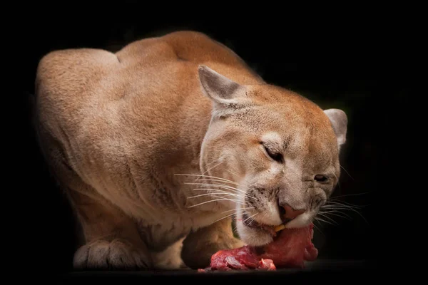 Большая кошка-пантера (пантера), поедающая кусок мяса, хищная беаса — стоковое фото
