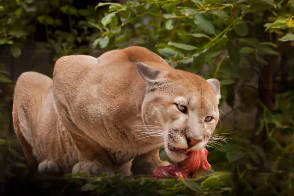 Big cat cougar (cougar) over a piece of meat (eating red meat), — Stock Photo, Image