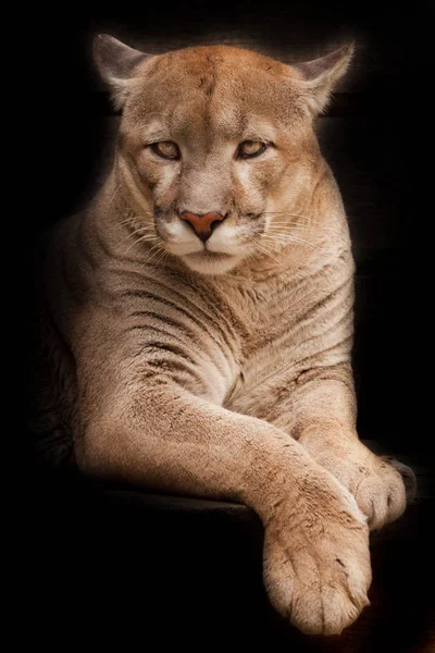 cougar lies isolated on a black background; slender powerful mus