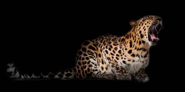 Leopard with  tail lies isolated on a black background and growl — Stock Photo, Image