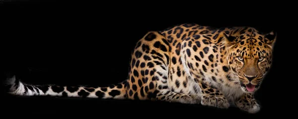 El leopardo yace aislado sobre un fondo negro . — Foto de Stock