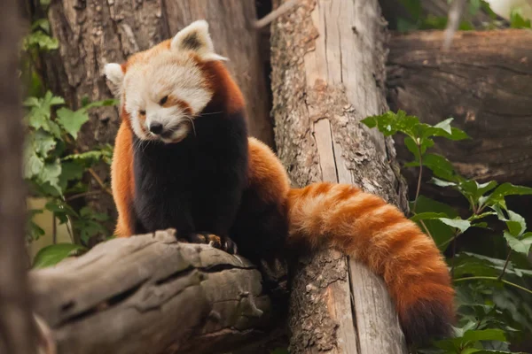 Lächelt. Roter Panda (Katzenbär) - niedliches kleines, flauschiges rotes Tier (e) — Stockfoto