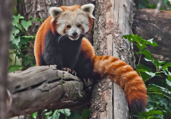 Vörös panda (macska medve) - aranyos kis bolyhos vörös állat (hasonló t — Stock Fotó