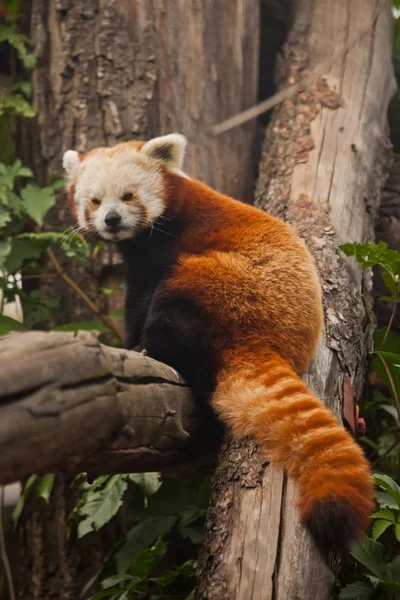 Vörös panda (macska medve) - aranyos kis bolyhos vörös állat (hasonló t — Stock Fotó