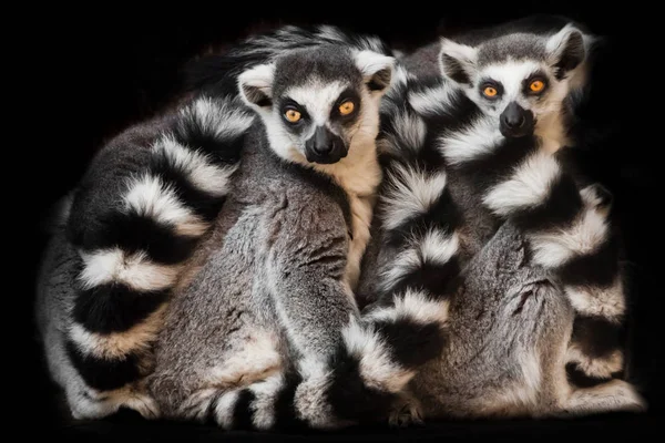 Two animals, ring-tailed lemur) sleep together curled up, eyes f