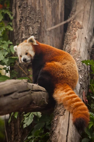 Czerwona Panda (kot niedźwiedź) - słodkie małe puszyste czerwone zwierzę (podobne t — Zdjęcie stockowe