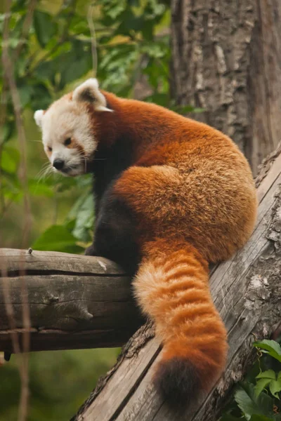 Panda rojo (oso gato) - lindo animalito rojo esponjoso (similar t — Foto de Stock