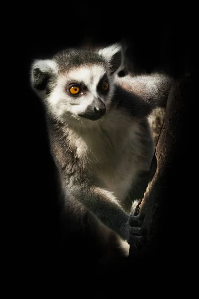 Lémurien à queue cerclée assis dans l'obscurité sur une branche - les yeux regarderont — Photo