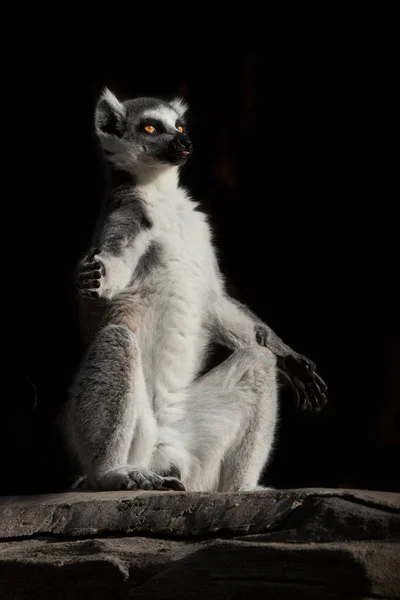 Méditation Cat Lemur avec des yeux clairs et lumineux dans l'obscurité . — Photo