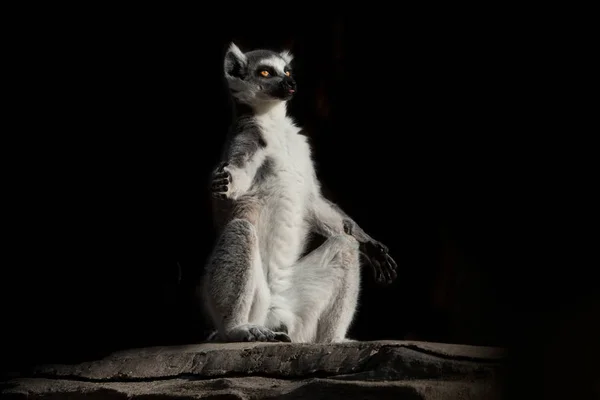 Méditation Cat Lemur avec des yeux clairs et lumineux dans l'obscurité . — Photo