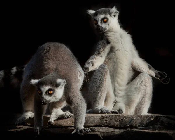 feline lemur with luminous clear eyes in the dark.