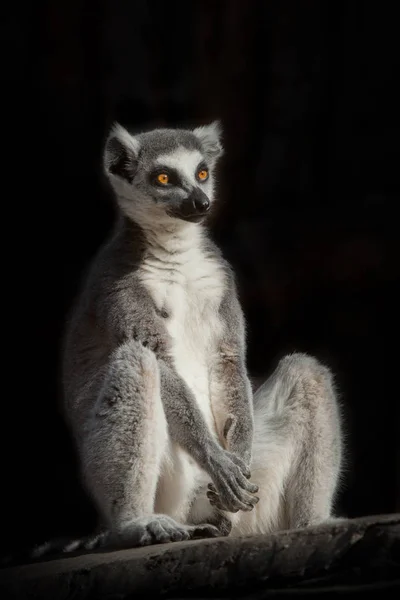 Ringschwanzmaki im Dunkeln (schwarzer Hintergrund) sitzt, als wäre — Stockfoto