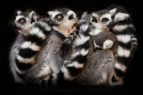 many  animals (, ring-tailed lemur) sleep in a group, eyes from