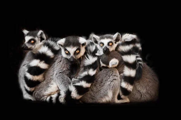 Muitos animais (, lêmure-de-cauda-anelada) dormem em um grupo, olhos de — Fotografia de Stock