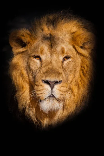 Portrait of a powerful male lion isolated on a black background — Stock Photo, Image