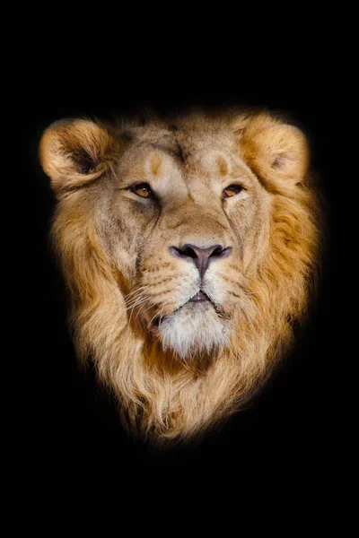 Portrait of a powerful male lion isolated on a black background — Stock Photo, Image