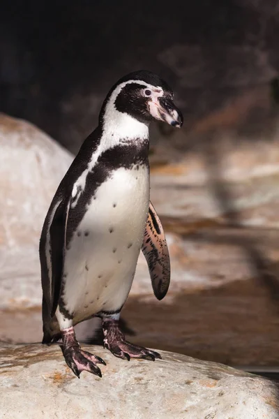 Pingüino de cerca se encuentra en una roca iluminada por el sol, un beau —  Fotos de Stock