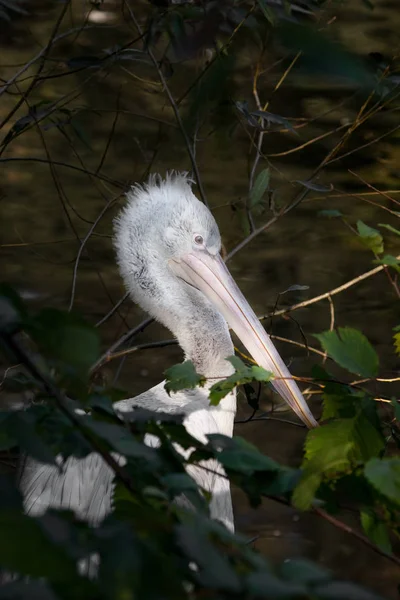 Pelicanr uhnízděný hlava, krásný pták close-up na pozadí — Stock fotografie