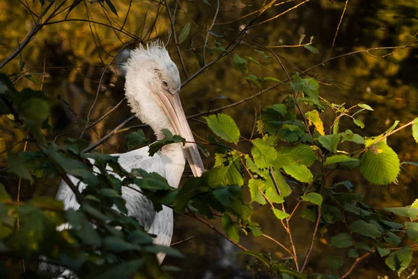 Pelicanr uhnízděný hlava, krásný pták close-up na pozadí — Stock fotografie