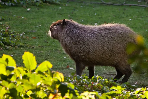 Güzel bir Capybara güneşe bakar, yandan manzaraya. — Stok fotoğraf