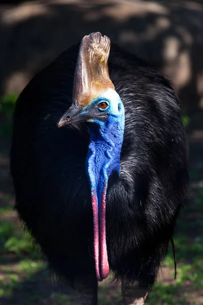 Close-up Cazuar bird, a big bird an ostrich from a new guinea an — Stock Photo, Image