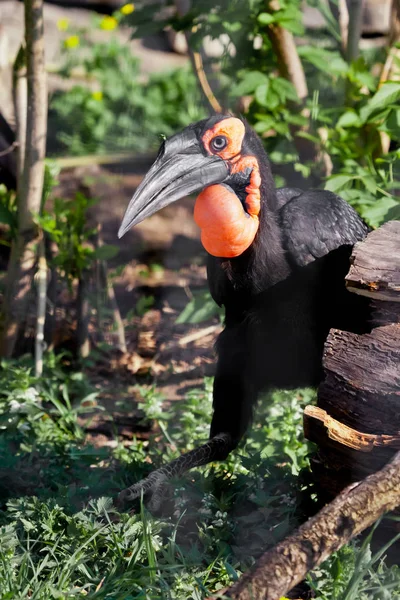 Africký pták. Hornbill na zelené trávě, obrovský zobák — Stock fotografie