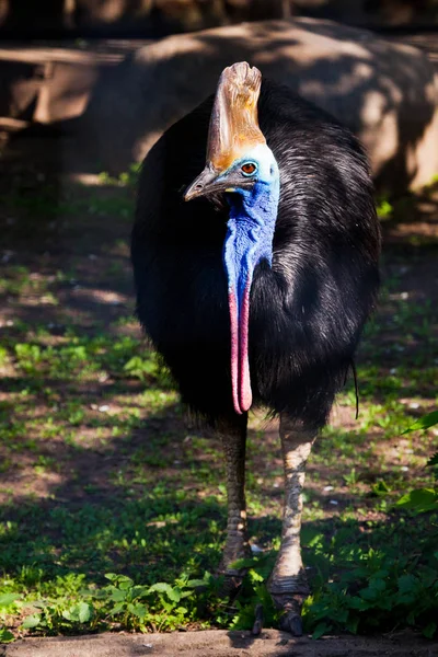 Close-up Cazuar bird, a big bird an ostrich from a new guinea an — Stock Photo, Image