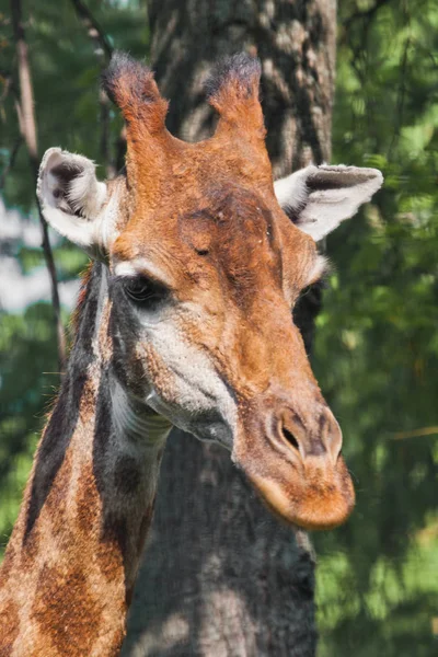 Kopf einer Giraffe auf grünem Hintergrund. Niedliches Tier — Stockfoto