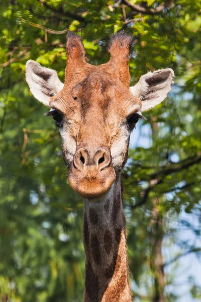 Kopf einer Giraffe auf grünem Hintergrund. Niedliches Tier — Stockfoto