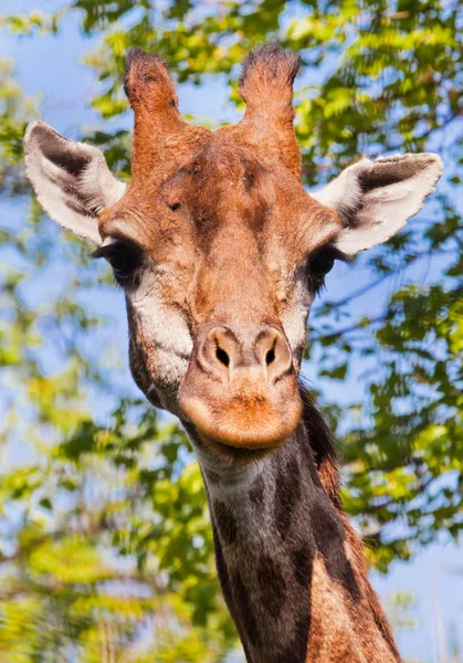 Kopf einer Giraffe auf grünem Hintergrund. Niedliches Tier — Stockfoto