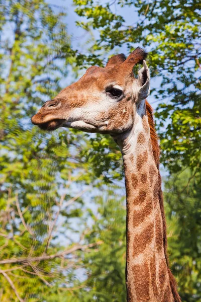 Kopf einer Giraffe auf grünem Hintergrund. Niedliches Tier — Stockfoto