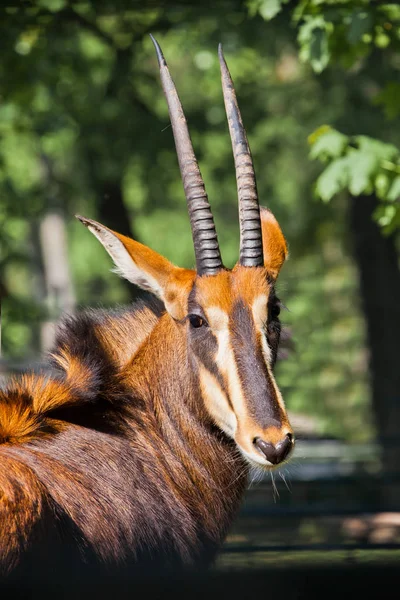 Beautiful African animal Sable antelope. Portret-  antelope with