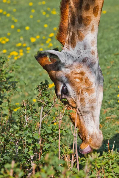 Cabeza de jirafa sobre fondo de verde. lindo animal —  Fotos de Stock