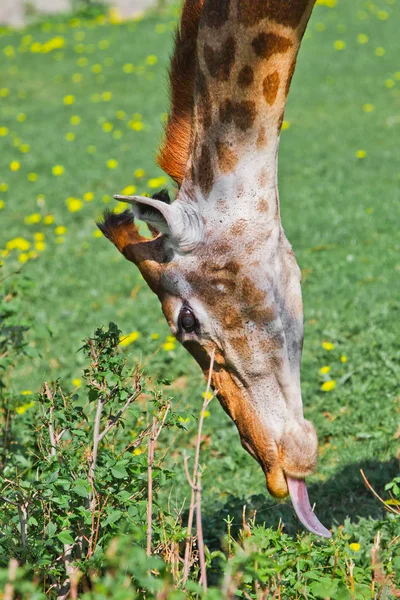 Kopf einer Giraffe auf grünem Hintergrund. Niedliches Tier — Stockfoto