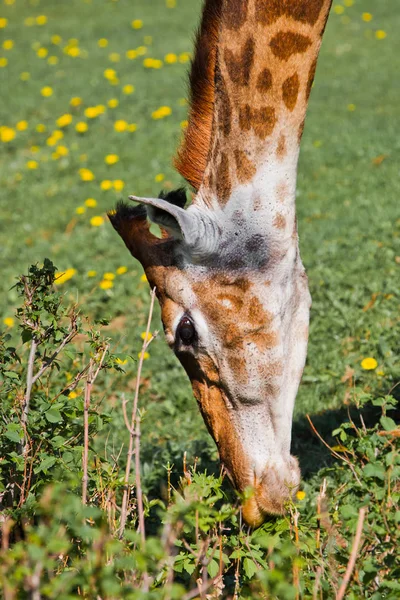 Kopf einer Giraffe auf grünem Hintergrund. Niedliches Tier — Stockfoto