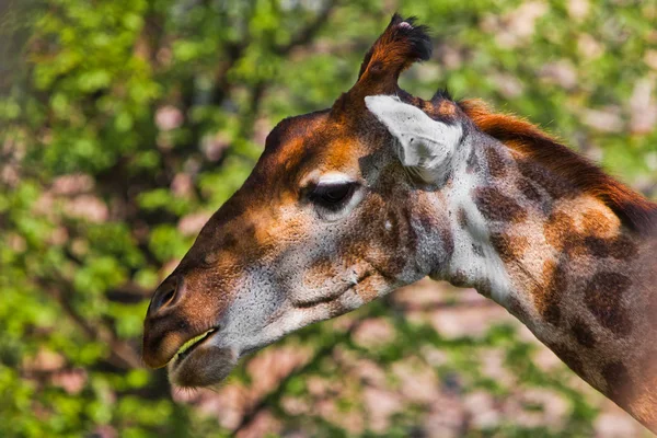 Kopf einer Giraffe auf grünem Hintergrund. Niedliches Tier — Stockfoto