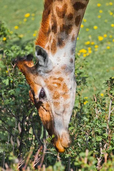 Kopf einer Giraffe auf grünem Hintergrund. Niedliches Tier — Stockfoto
