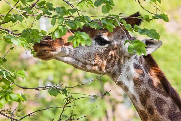 Kopf einer Giraffe auf grünem Hintergrund. Niedliches Tier — Stockfoto