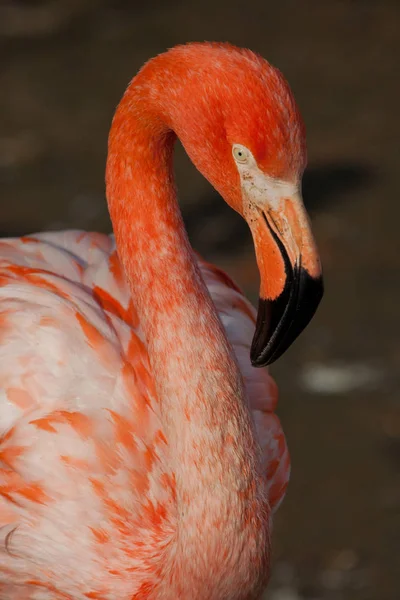 Head and neck of beautiful bright red flamingo, bright colors. — Stock Photo, Image