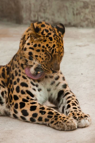 Мощный леопард красиво лежит, морда близко. . — стоковое фото