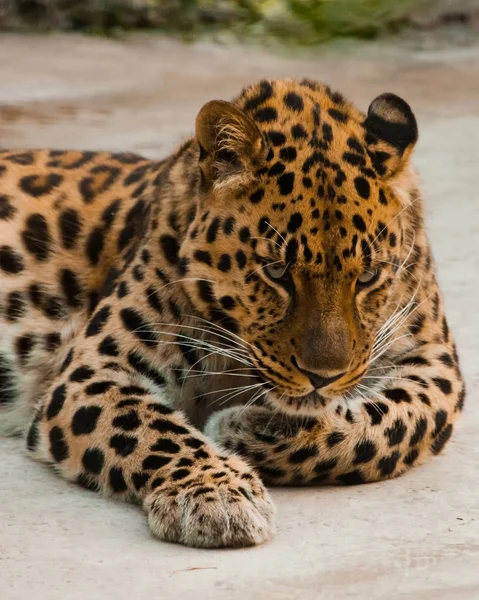 O poderoso leopardo está lindamente, o focinho está de perto . — Fotografia de Stock