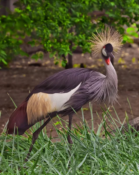 Beautiful  bird - Crowned Crane on a background of green grass