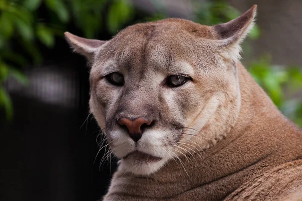 The  sad puma with sad eyes close up, a big sad cat a symbol of — Stock Photo, Image