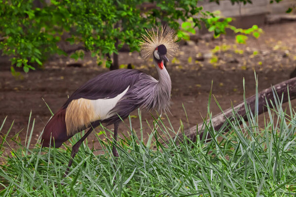 Beautiful  bird - Crowned Crane on a background of green grass