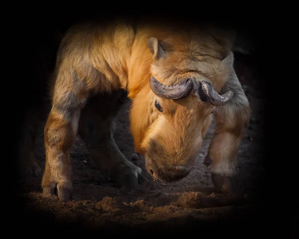 Illuminated by the sun powerful horned hairy bull. male rare ani — Stock Photo, Image