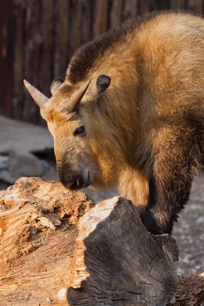 Solbelyst hornhårig tjur. hona av sällsynta djur Sichuan takin ( — Stockfoto